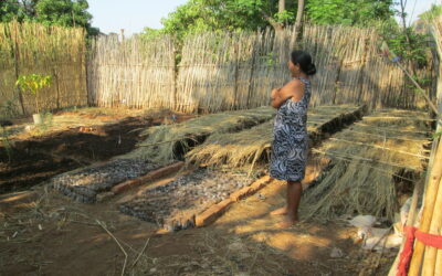 Des milliers d’arbres à Madagascar, Acte II !