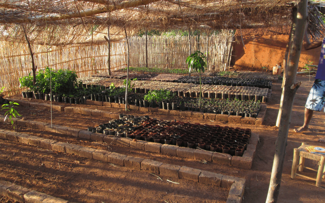3ème volet du projet « Agroécologie Forestière »